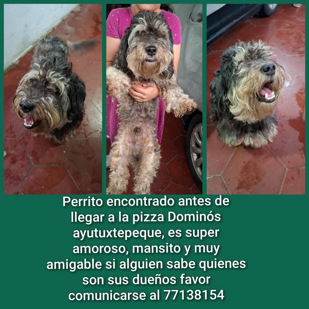 DameTuPatasv's tweet image. ~~ se busca a su familia ~~