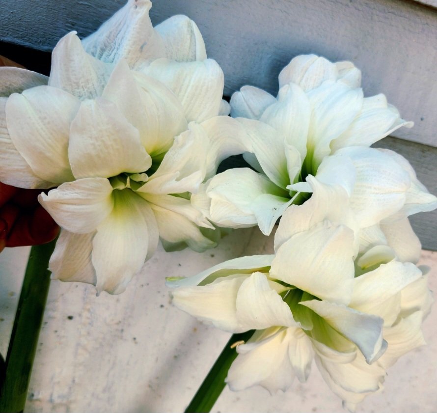 donna_mccance's tweet image. Look Folks!
More love ❤️ for us from my #Amaryllis bulb! It grew another stem with double #flowers and the first stem created another one!!
@DrMBEdmunds