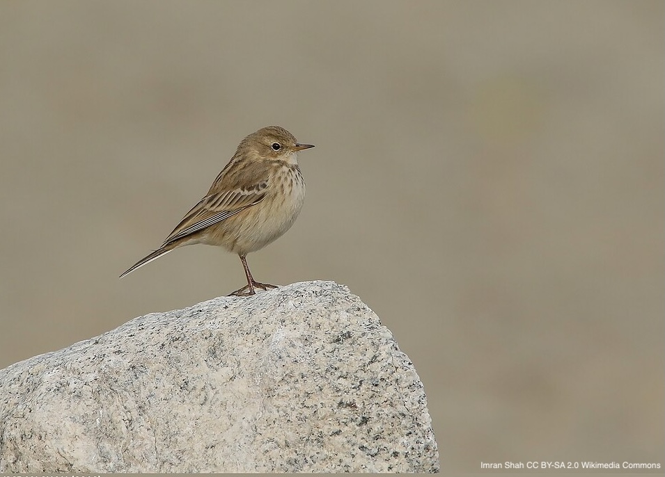 Spring snowmelt and mountain birds: foraging opportunities along ski-pistes | doi.org/10.1017/S09592… | Bird Conservation International | #ornithology