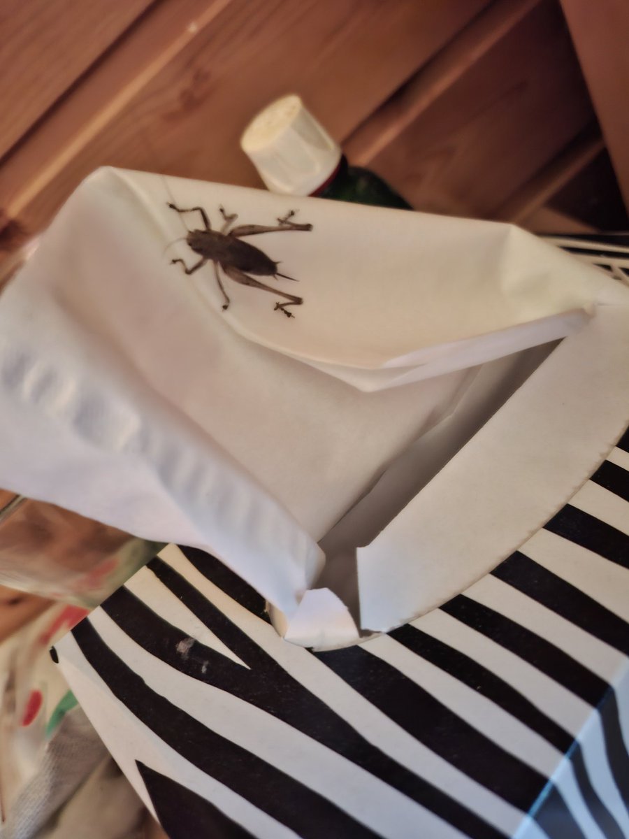 Neues Haustier 😱😱😱