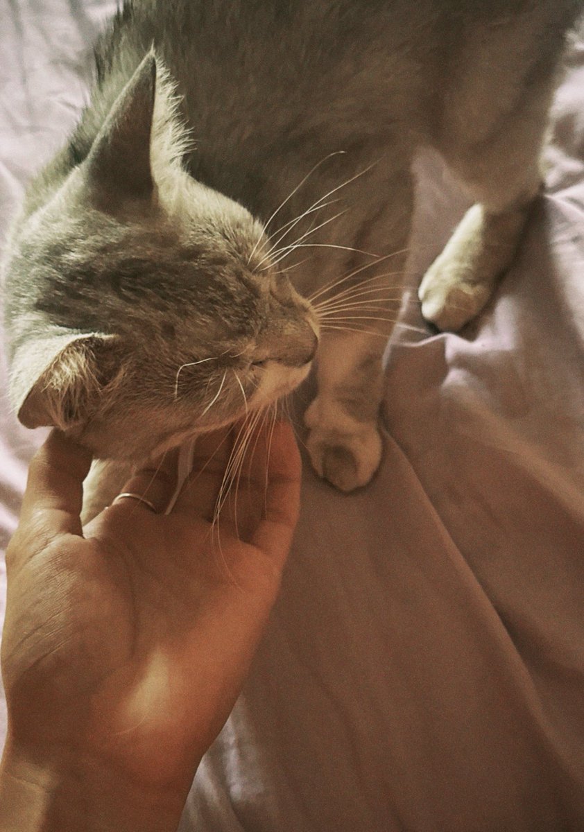 Котек 🐱💋