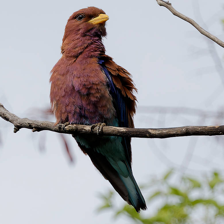 vafaned's tweet image. Leaving #Senegal tonight to continue my #Birding adventure in #Africa  

130 species in Senegal, among them a gorgeous Broad-billed Roller

#birdpicture #Africanbirds #BirdsSeenIn2025 #birds #birding #birdphotography #BirdsofX #NaturePhotography