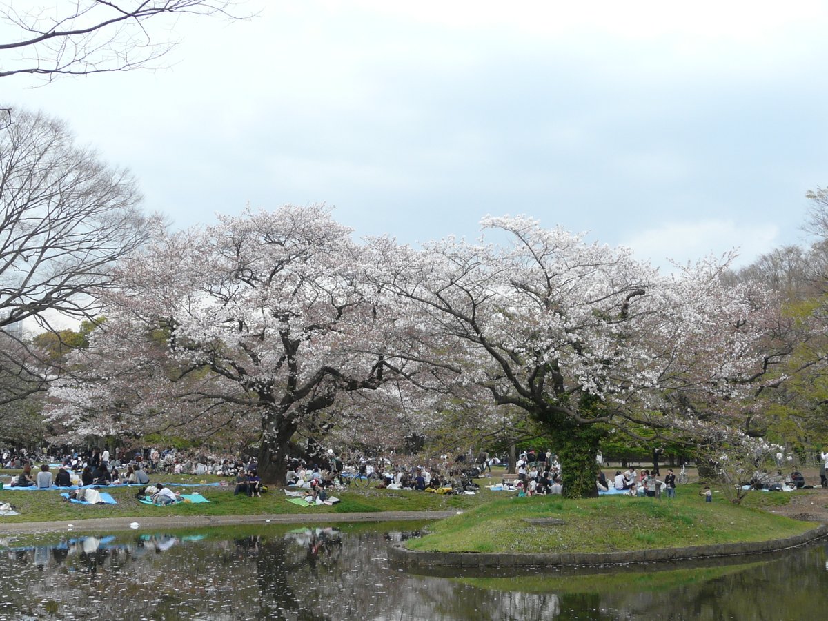 DavidYukioAmano's tweet image. #japon #japan #Tokyo
Photos prises dans le parc Meiji Jingu à #Harajuku