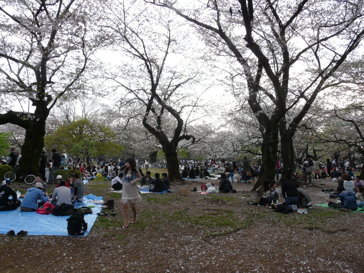 DavidYukioAmano's tweet image. #japon #japan #Tokyo
Photos prises dans le parc Meiji Jingu à #Harajuku