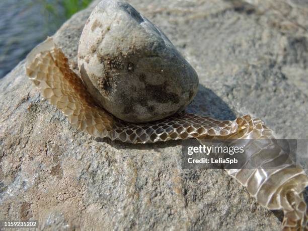 julienries13's tweet image. Johann Tauler&apos;s explanation of Christ teaching to be &quot;wise as serpents&quot;. Connecting this teaching with images of stones in Christ&apos;s preaching, we should change our old skin between the two stones of God&apos;s divinity and Christ&apos;s humanity.
