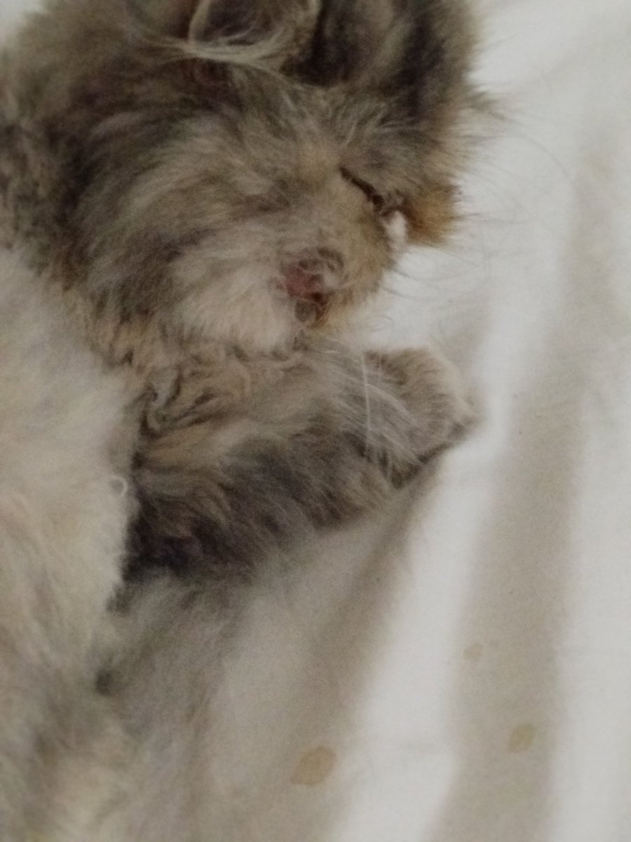 NAVYOFWAVES's tweet image. Blood ? /
I&apos;m so sorry but there&apos;s something going on with my cat. The Power was out so these were the best pictures I could take. PLEASE let me know what this could be. My mom doesn&apos;t know if we should take her to a vet, i think we should