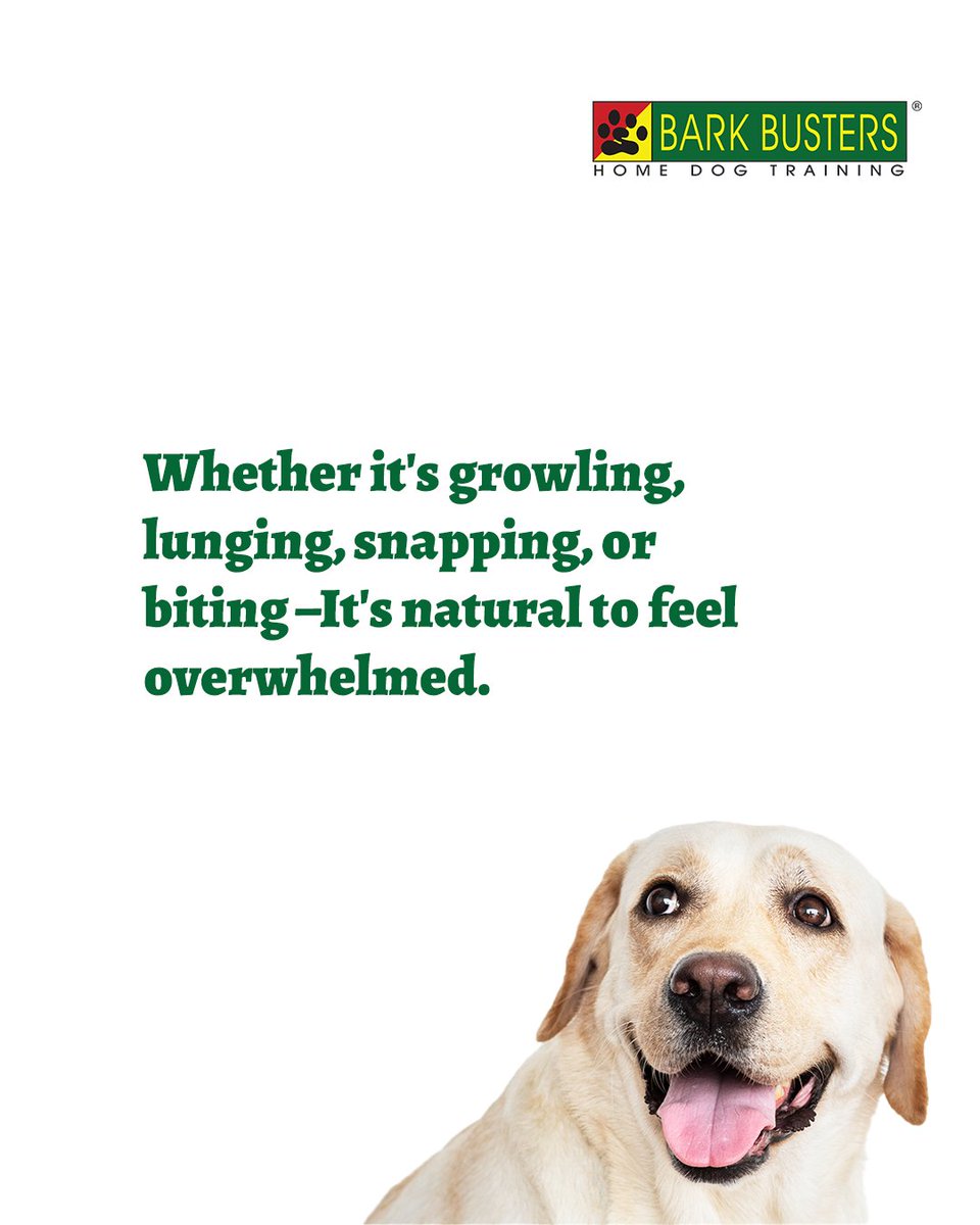 DogsinHouston's tweet image. Aggression doesn’t make your dog “bad”.

Growling, lunging, snapping… these behaviors are often signs of fear, anxiety, or misunderstanding, not malice.

Send us a DM and let’s create a safer, happier future for both of you.

#barkbustershouston #dogbehaviorhelp #dogtraining
