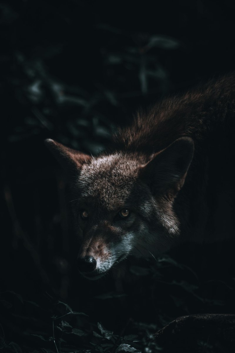 happycampingsup's tweet image. No signal, no problem. Nature is the connection.

Happycampingsupplies.com

 #tacticaloutdoor #intothewoods #tacticalgear #giddyup #gearporn #gooutdoor #weequip #grabyourgearhere #woodsman #wildcall #hobby