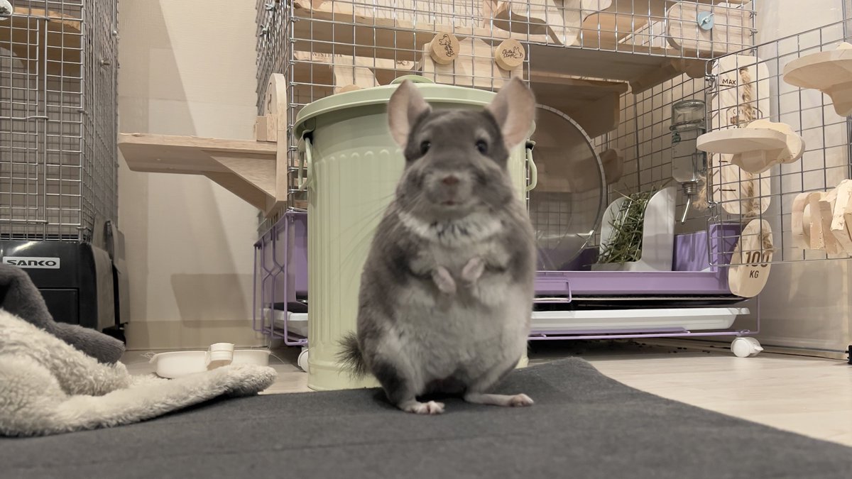 peperon0903's tweet image. ボケちゃったけどかわいい