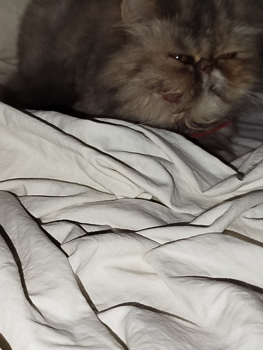 NAVYOFWAVES's tweet image. Blood ? /
I&apos;m so sorry but there&apos;s something going on with my cat. The Power was out so these were the best pictures I could take. PLEASE let me know what this could be. My mom doesn&apos;t know if we should take her to a vet, i think we should