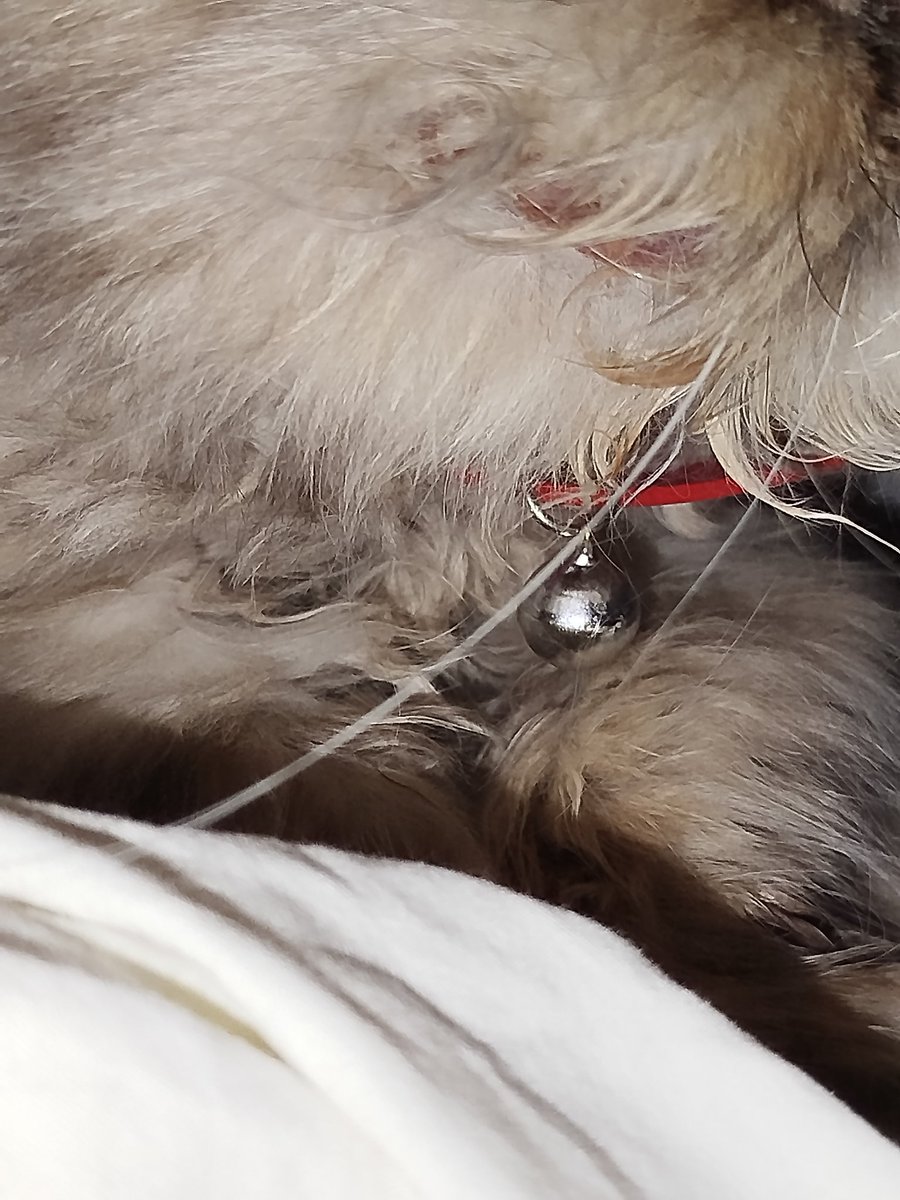 NAVYOFWAVES's tweet image. Blood ? /
I&apos;m so sorry but there&apos;s something going on with my cat. The Power was out so these were the best pictures I could take. PLEASE let me know what this could be. My mom doesn&apos;t know if we should take her to a vet, i think we should