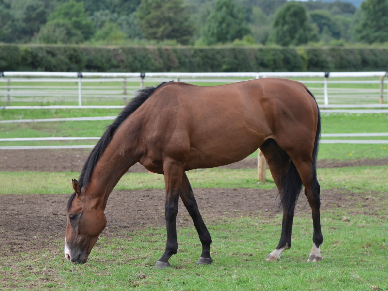 ownersgroupuk's tweet photo. Beraz in his paddock at Star Cottage on Sunday morning after his race at Newcastle the day before.
#Beraz #OwnersGroup https://t.co/XPcosfqR76