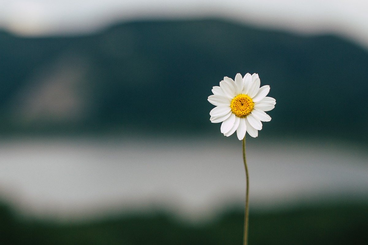Let us remember the power of ONE today.
One kind word-
One inspiring comment-
One heartfelt compliment-
One look at the beauty of nature-
Any one of these can help make someone's 
day a little brighter with kindness.
☀️🌻🙏🦋💙

#WellnessJourney #MondayThoughts #MondayMotivation