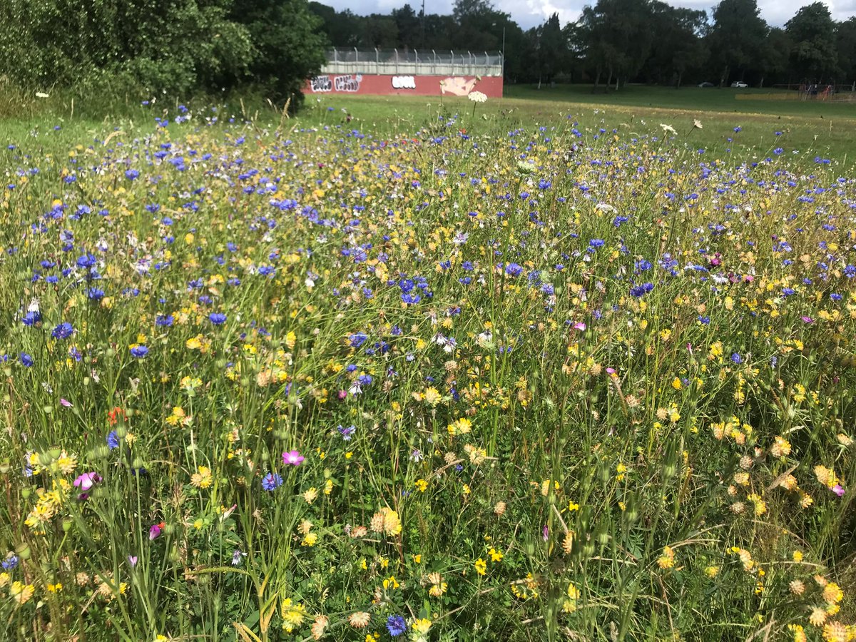 The Patchwork Meadow tweet media