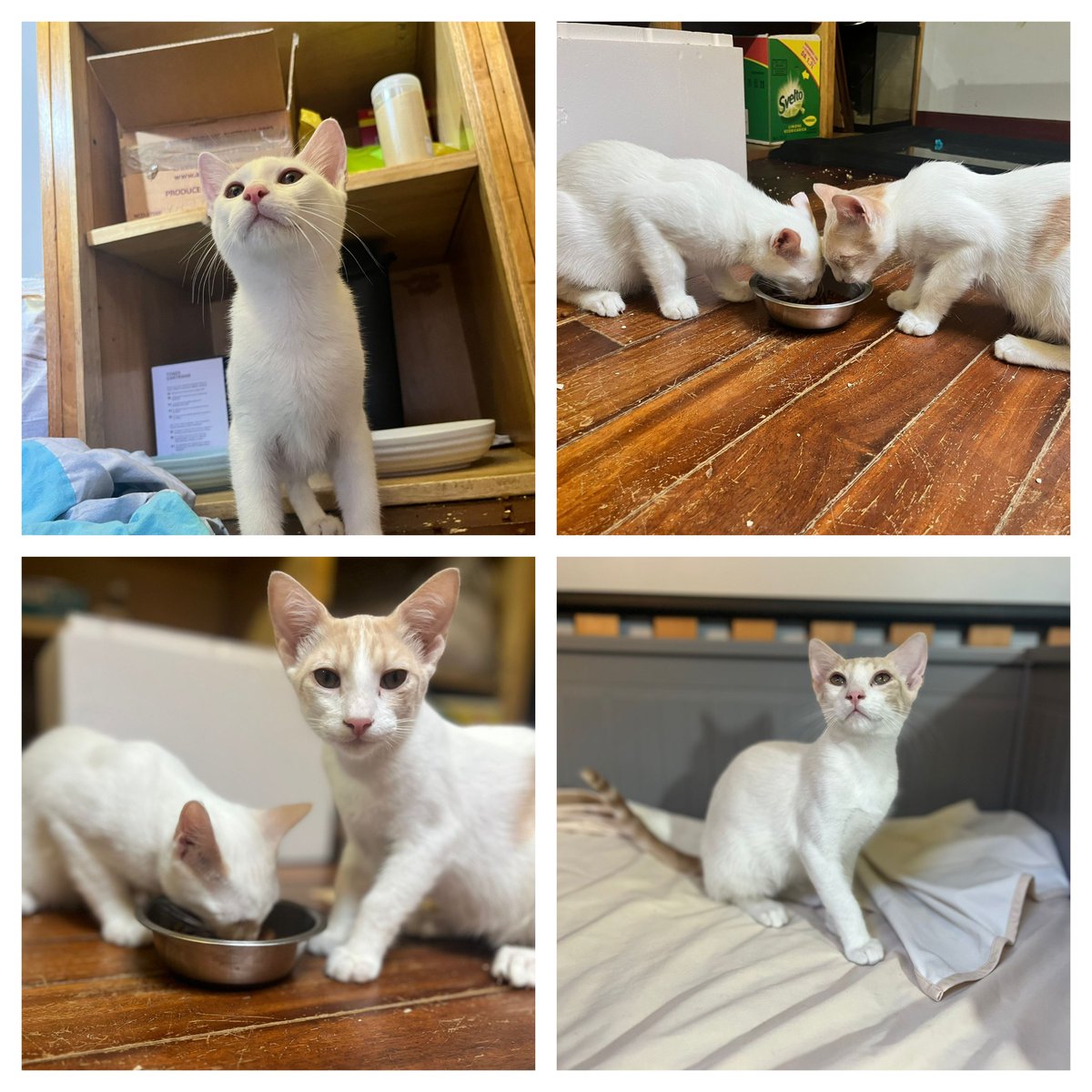 Sugar e Shiro, due splendidi fratellini di circa quattro mesi. Sverminati, spulciati, primo vaccino e mamma testata negativa. Adozione Torino e provincia. Info whatsapp 3496067443