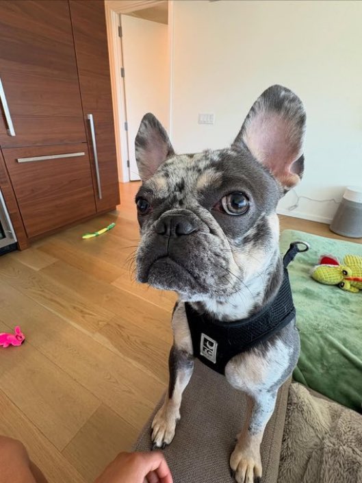 literallymuhree's tweet image. sigh this dog yikes