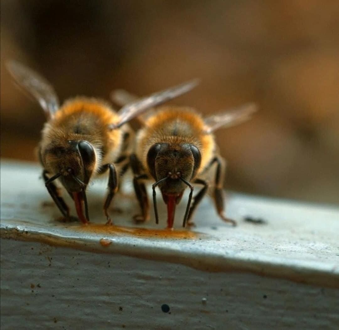 beebuiltsupply's tweet image. Monday’s easier when you’re clocking in with your bestie. 🐝

#BeeBuilt #BeekeepingLife #BeeFriends #Mondays #WorkBesties