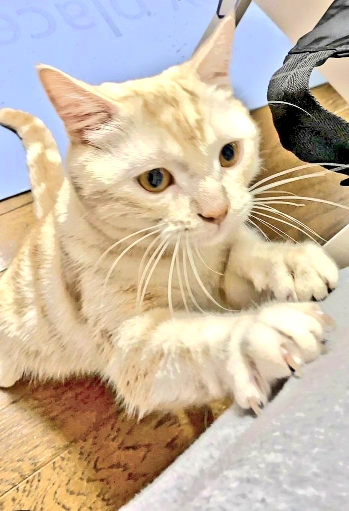 Yanakingon's tweet image. 🐈️🐈️🐈️🐈️🐈️🐈️🐈️🐈️🐈️🐈️🐈️🐈️

        　  🐈‍⬛7月29日🐈‍⬛

　🌅おはようございます🌅

　　　　🪩本日も🪩

😺よろしくお願いいたします😺

     🌄みなさま素敵な１日を🌄

🌈いいこと沢山

　　　　　ありますように🌈

🙇🙇‍♀️🙇‍♂️

#フォロバ100
#おはようございます
#ねこ