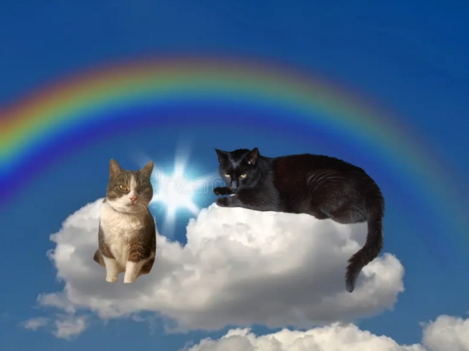 Today I'm doing my #HedgewatchForDuffy🌈. I send love and paw hugs to her family who miss her so much 💔. Duffy wants her family to know she's fine and she loves her wings 🪽🪽 and fluffy cloud 🌤️🌈
Look, she just dropped by. Hoi Duffy, welkom op mijn wolk 💖
Angel Blackie 🐈‍⬛🐾🌈