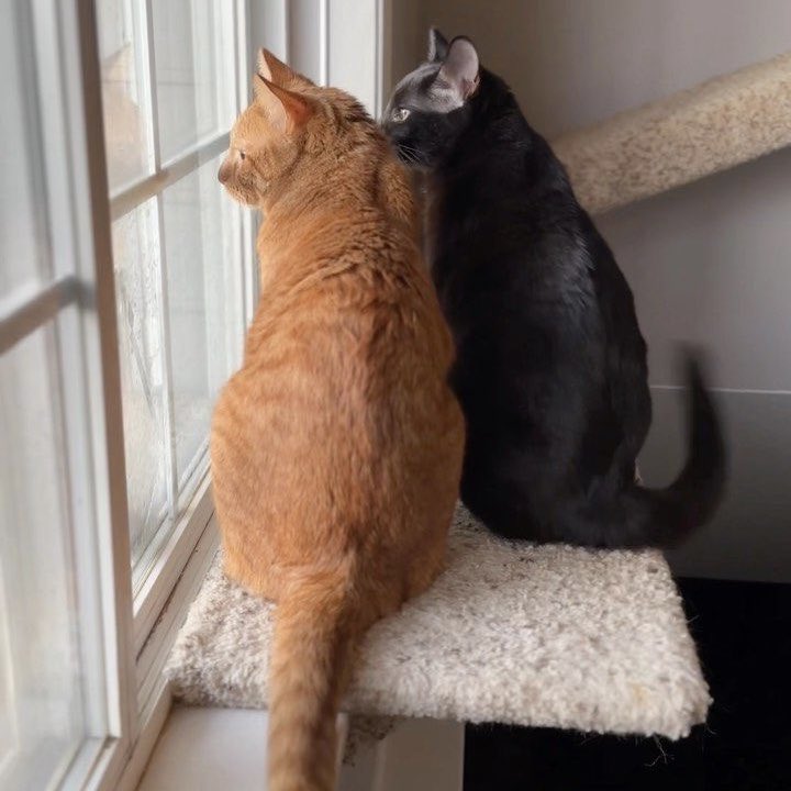 buckyascat's tweet image. 