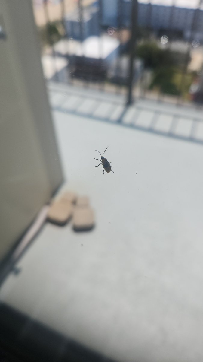 ifihadatoaster's tweet image. This bug has no idea whats coming