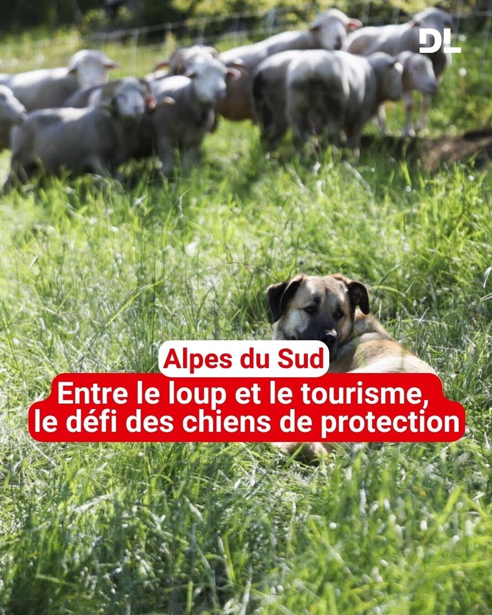Alors que les patous se sont imposés pour défendre l’élevage des attaques de loup dans les alpages, les éleveurs se retrouvent au défi de les faire cohabiter avec le tourisme. 

▶️  l.ledauphine.com/R5L