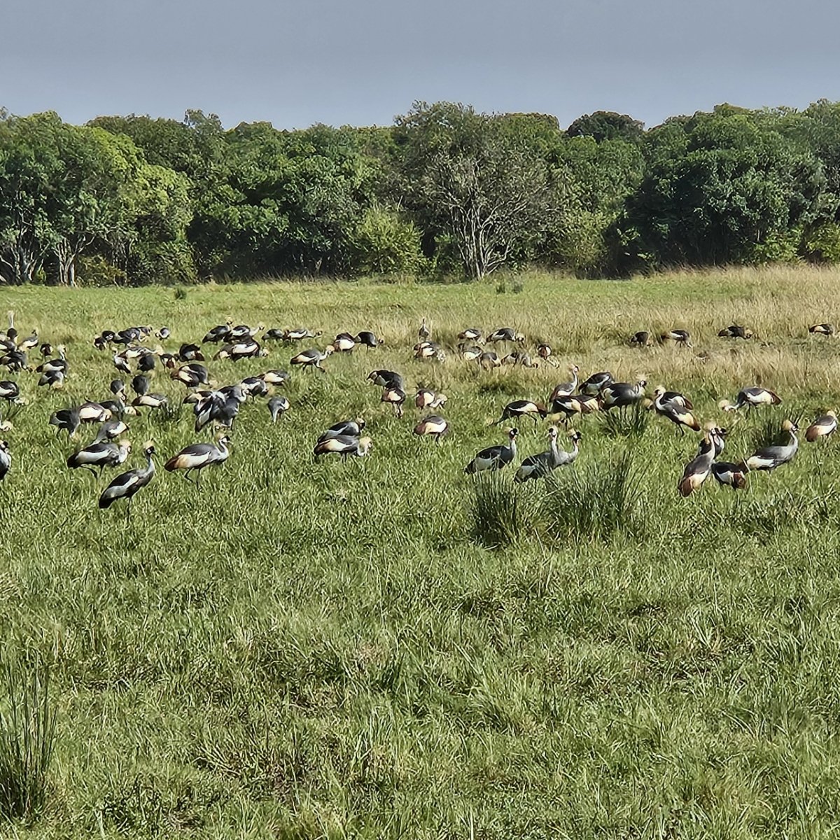 Kevin M. Ulmet tweet media