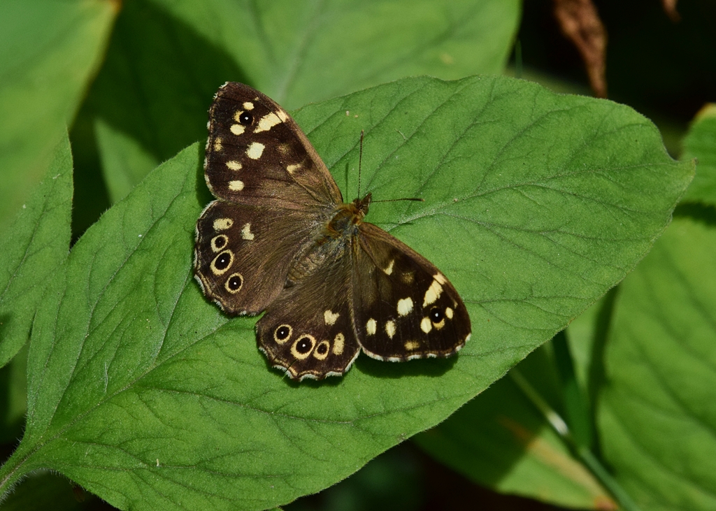 Neil Freeman (@neilfreeman14) on Twitter photo Male and female Speckled Wood in my Solihull garden this afternoon <a href="/BCWarwickshire/">BC Warwickshire</a> <a href="/savebutterflies/">Butterfly Conservation 🦋</a> Male and female Speckled Wood in my Solihull garden this afternoon <a href="/BCWarwickshire/">BC Warwickshire</a> <a href="/savebutterflies/">Butterfly Conservation 🦋</a>