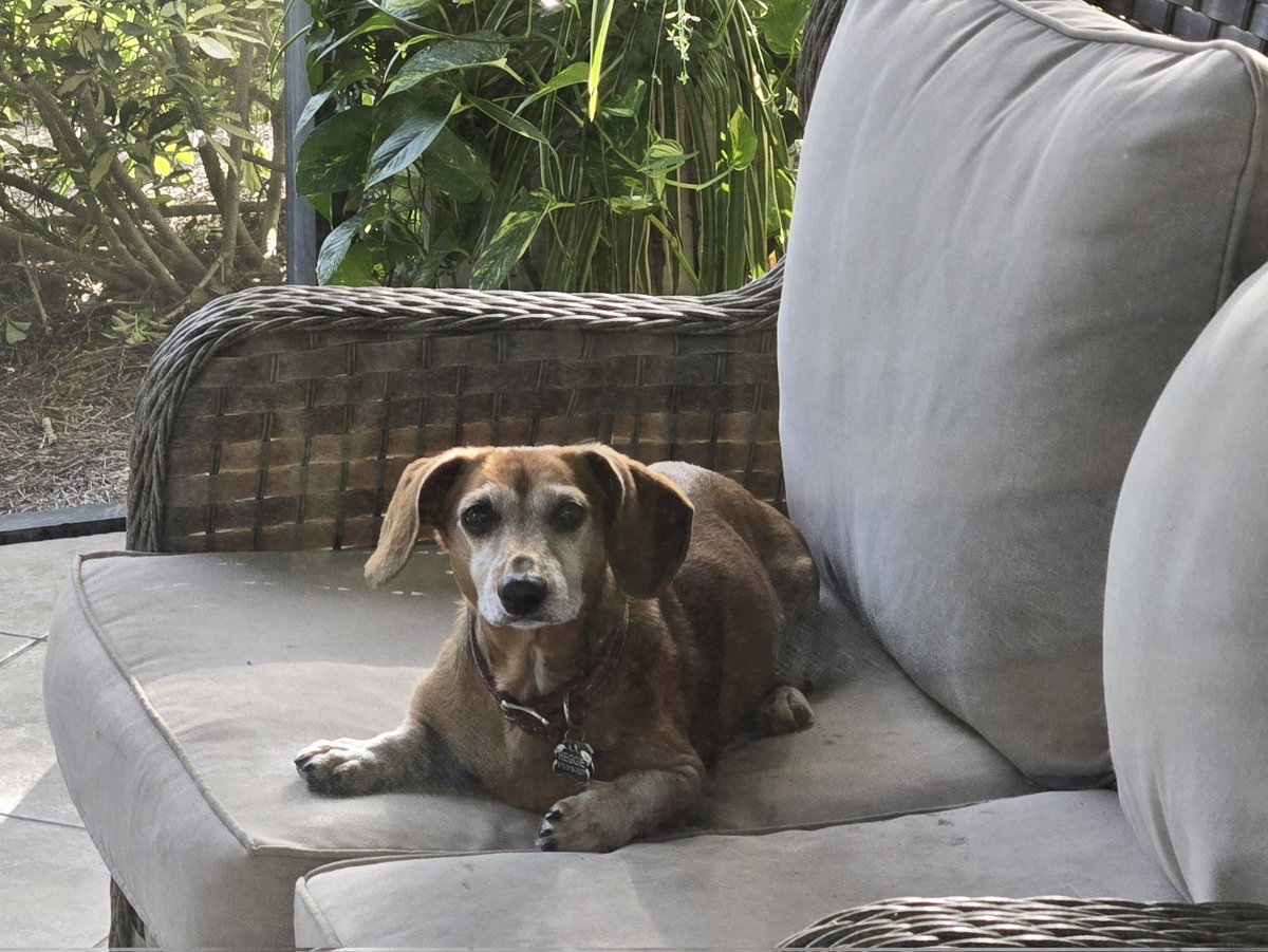 My handsome old man enjoying the outdoors