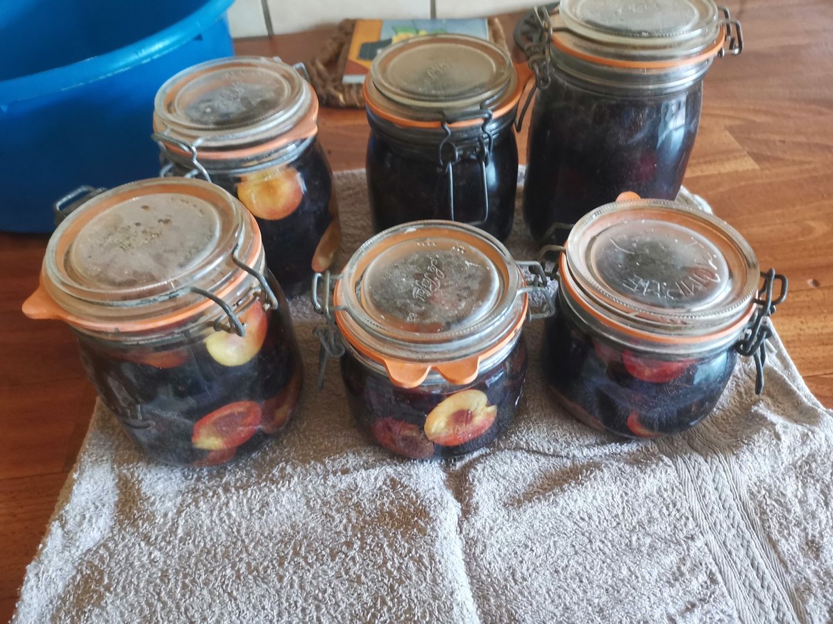 kittylt's tweet image. Prunes en sirop pour cette hiver 😍😋 20 minutes à 100 degré stérilisation