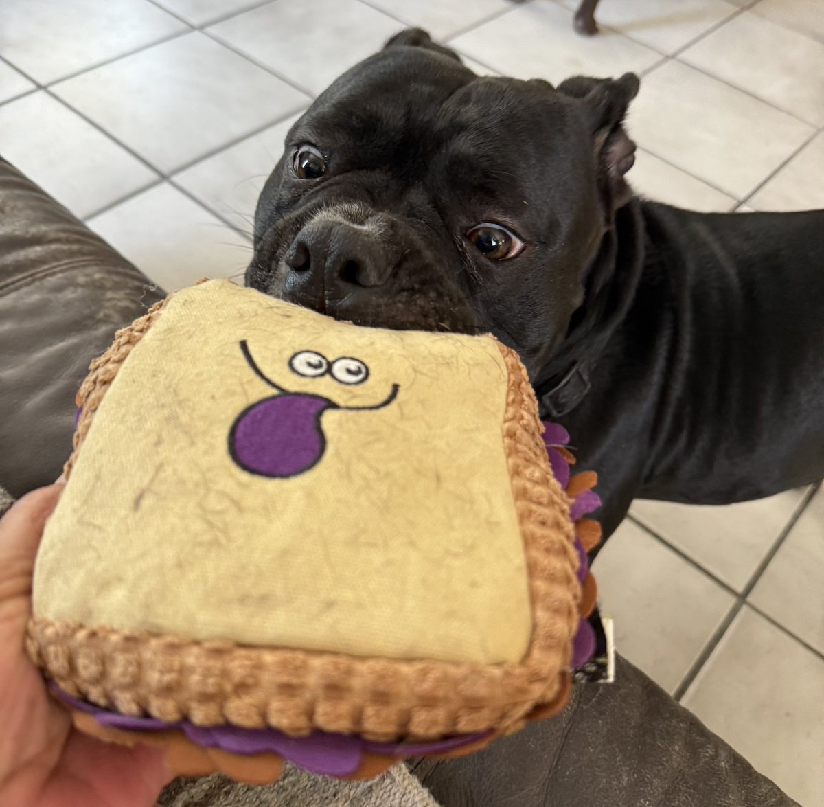 Here’s a PB&amp;J sandwich for your lunch Mom… Thanks Sab! But when did you get this toy?