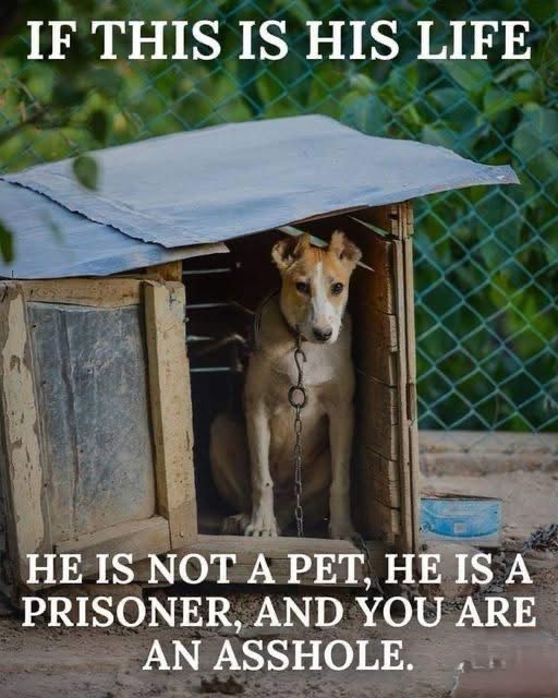 Dog Lovers (@doglovers03) on Twitter photo 