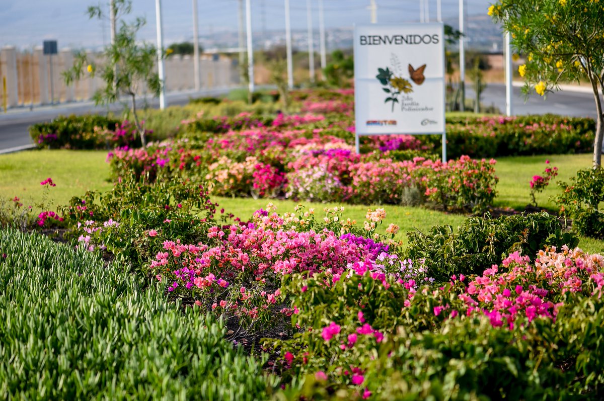 At Amistad, we prioritize sustainability in everything we do.
We’ve built 4 pollinator gardens across our industrial parks to help protect biodiversity and support vital ecosystems. 

#Sustainability #GreenOffice #ESG #Pollinators #AmistadMexico
