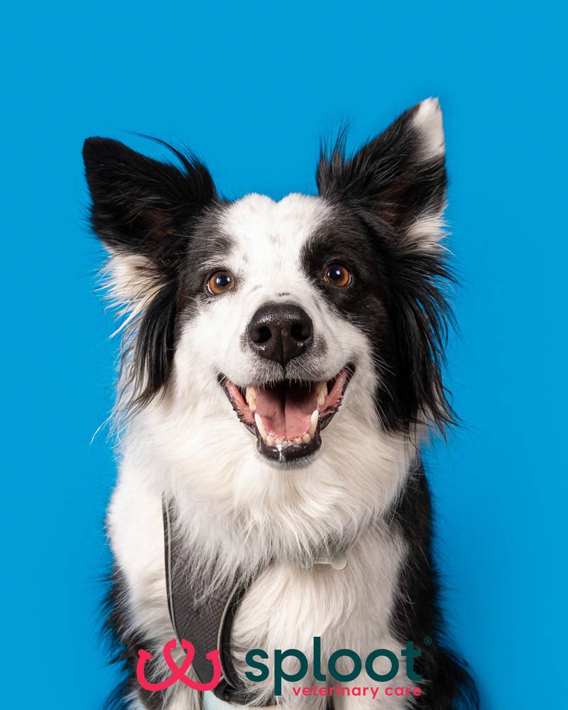 Went to an event the other night that was doing free professional shoots for dogs. Feel like you all need to see Calvin’s.