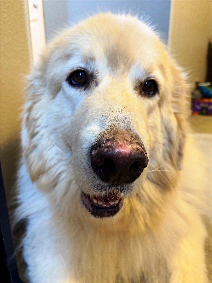 MONDAY GUS… it always sucks starting a new work week, especially when you get up at 2:30am, but I’m blessed to have the sweet puppy help me out every morning with that cute fuzzy face, and hopefully it makes you smile too!  Have a great day &amp; be safe #LiveOnK2 #MondayMotivaton