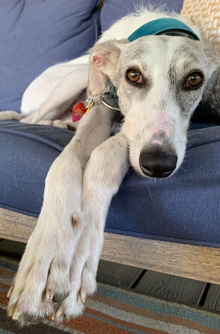 💔 Our condolences to Greyhound Sophie's friends and family on her recent crossing of the rainbow bridge. (aka Sophia, GALT #3512, 2020 (estimated) to July 27, 2025. Loved for a lifetime by Mark Schuman and Jeff Underwood.)  #Greyhounds #RainbowBridge