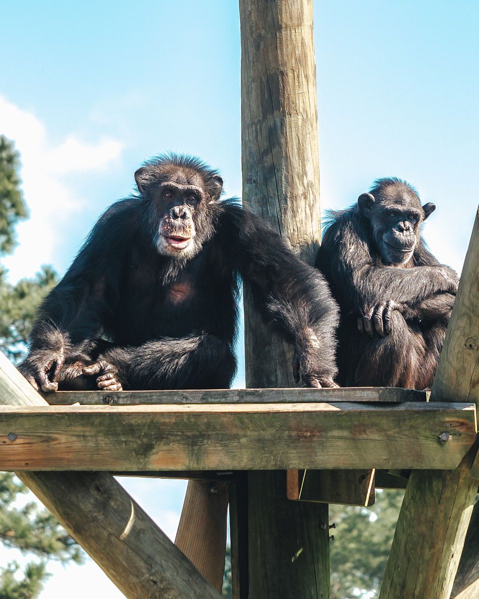 🌍 Happy World Nature Conservation Day! Celebrating <a href="/ChimpHaven/">Chimp Haven</a>, where chimps retired from research get a second chance at life, one that mirrors the freedom and joy they would experience in the wild. Let's support our planet! #WorldNatureConservationDay #ChimpHaven #SPCAI