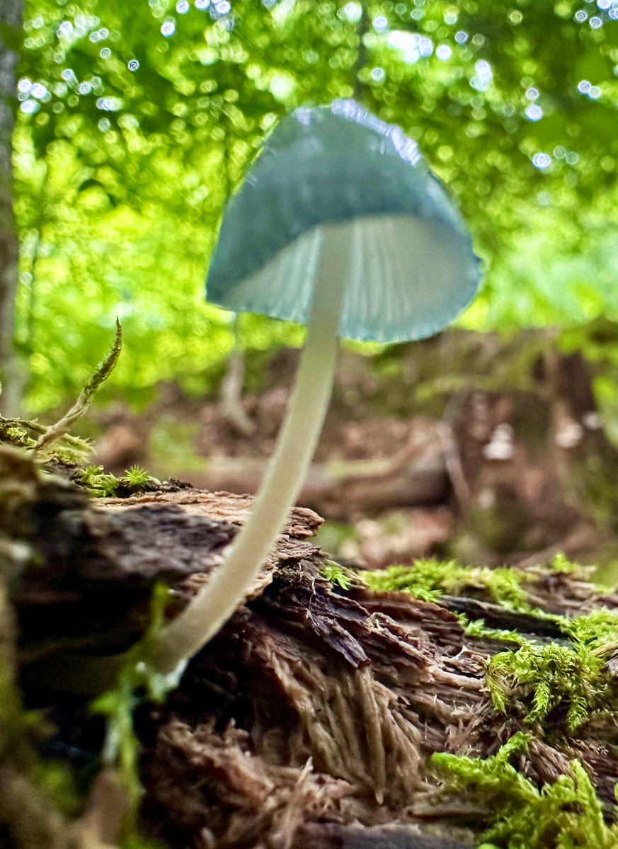 ikar0sc's tweet image. The struggle to focus is real ✨

#MushroomMonday
#MushroomOfTheDay