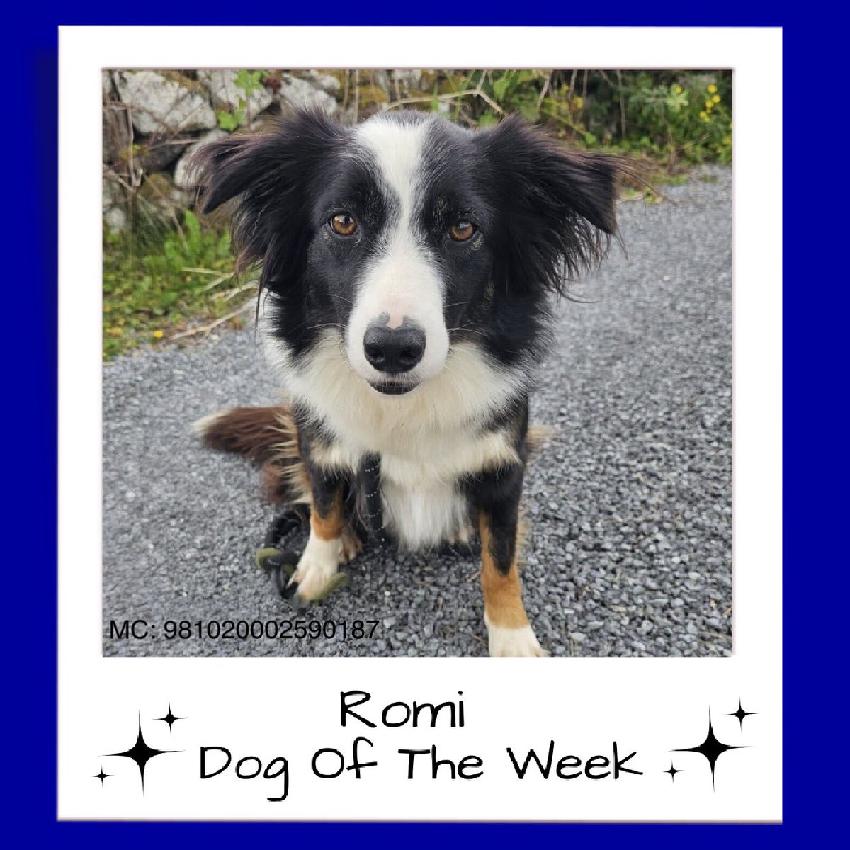 If only Romi could tell us her story

Why she flinches at a stranger’s touch

Why she’s more comfortable with a woman’s voice

But what we do know is this:

Romi is gentle

She is trying her best

A loyal,sweet companion with time, patience and a quiet country home ❤️🐾

1/2