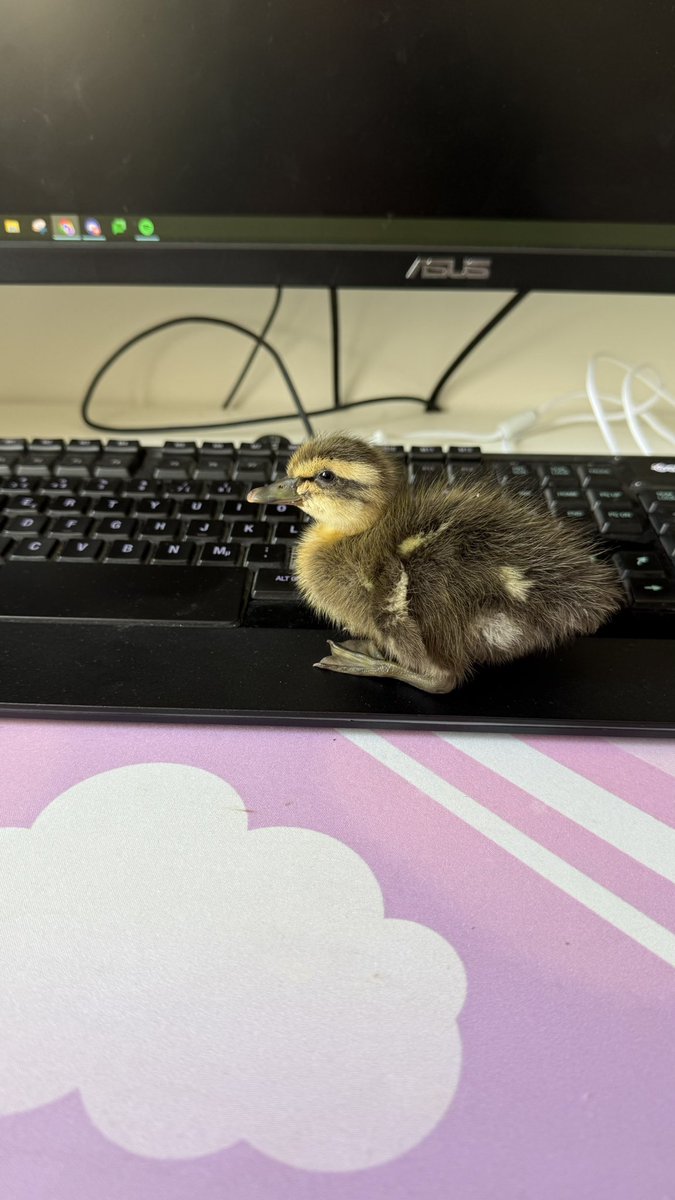 The ducklings are cracking these days, but momma-duck didn’t want to take care of this one, so now I’m its momma 🥹❤️🦆