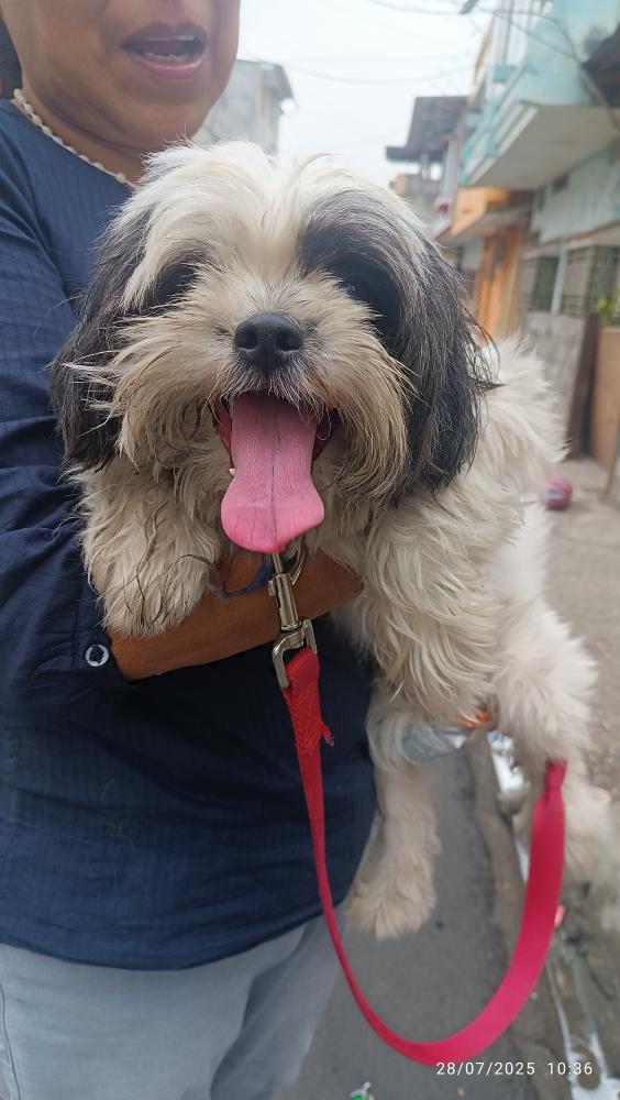 #ENCONTRADO  #GUAYAQUIL
Fecha: 2025-07-28
Sector: Norte,Florida norte
Sexo: Macho
Raza: shih tzu
Observación: Tiene un pañuelo de silvestre y piolin ya dañado
Contacto: 0995048140
¡Ayúdalo a volver con su familia!
 #AlertaMePerdí