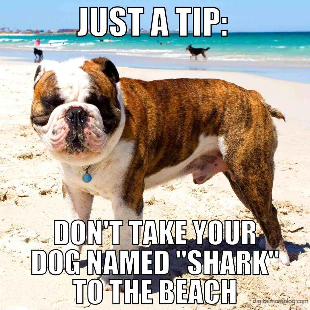animals_tips's tweet image. What a great tip! 😂 Has anyone else learned this lesson the hard way?

#PetsAndAnimalsTips #PetMemes #DogNameFails #DogBeachDay #PetHumor