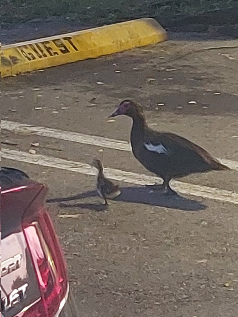 APUKAMI1's tweet image. Ducks. Lot.