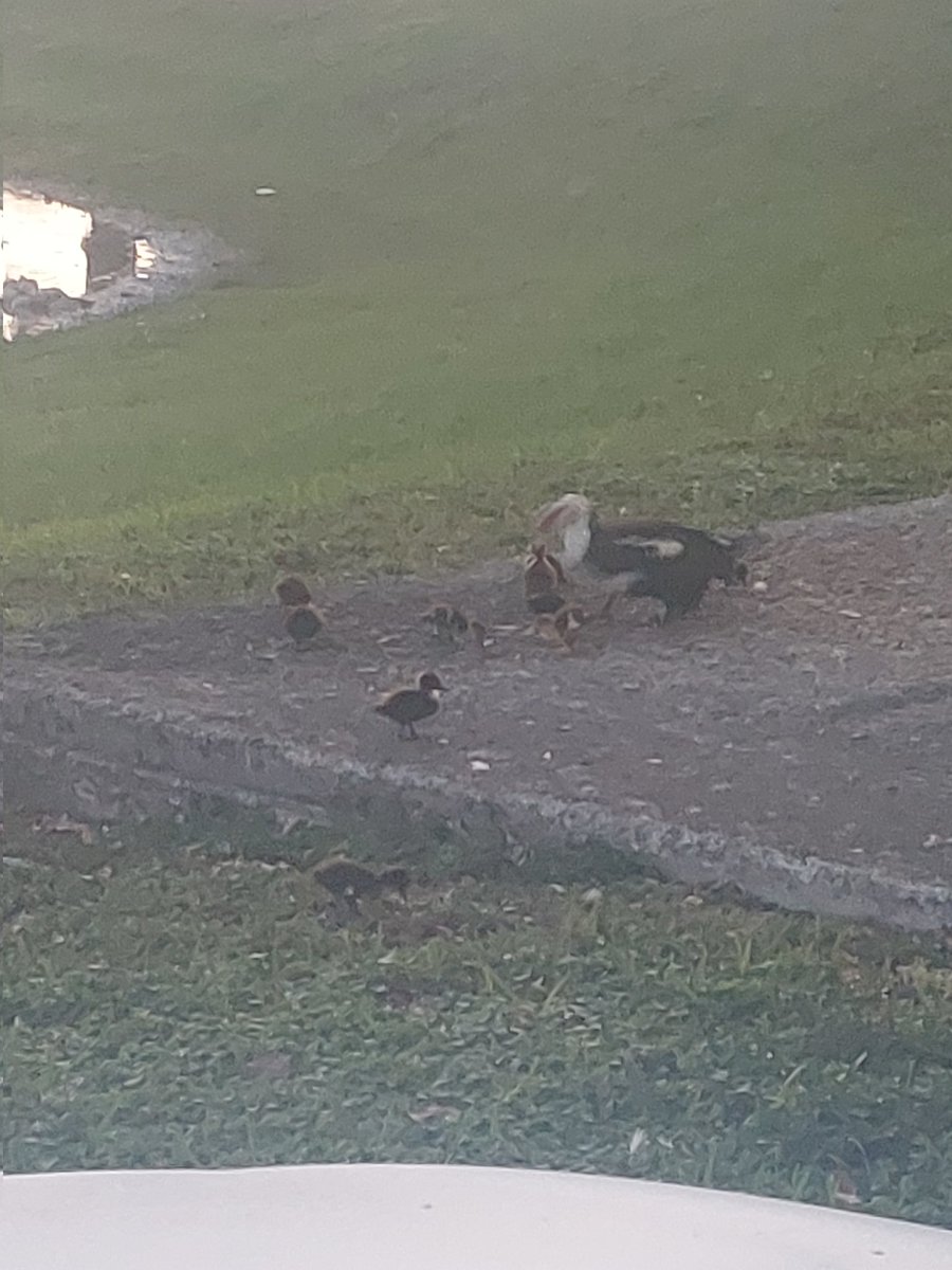 APUKAMI1's tweet image. Ducks. Lot.