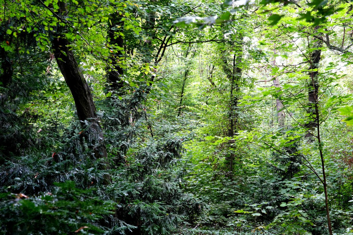 Forstler1's tweet image. Wo befindet sich so eine tolle Wildnis? In Dresden, mitten in der Stadt! Bereiche des Großen Gartens bilden diese wunderbar romantische Landschaft. Ein starker Kontrast zu den gepflegten Abschnitten mit farbenfrohen Blumenrabatten und historischen Marmorfiguren, dem…