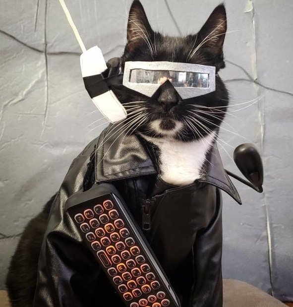 CatTheCatto's tweet image. Just call me chaos.