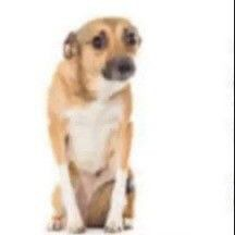 exercite o cérebro e fortaleça as ideias tweet media