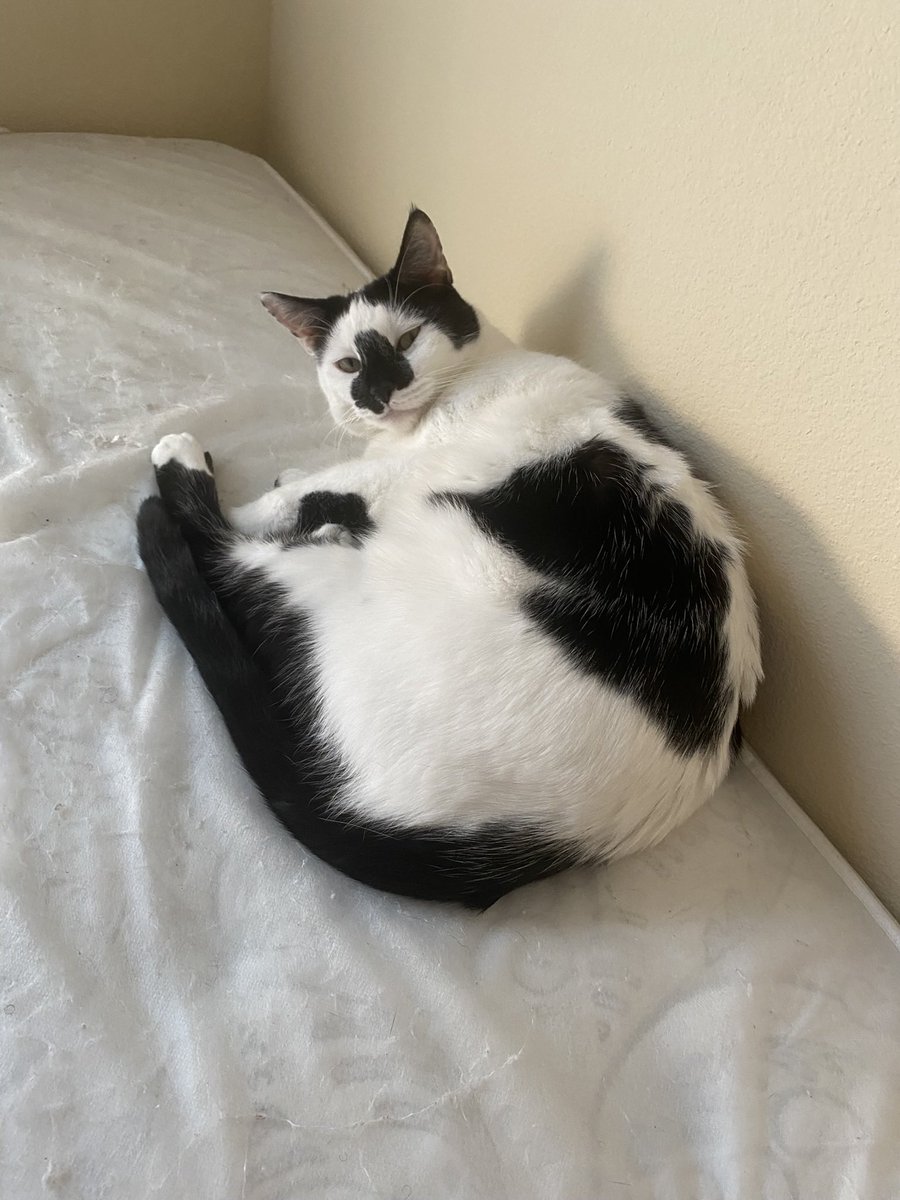 nappyheaddoris's tweet image. can she move so i can put the sheets on