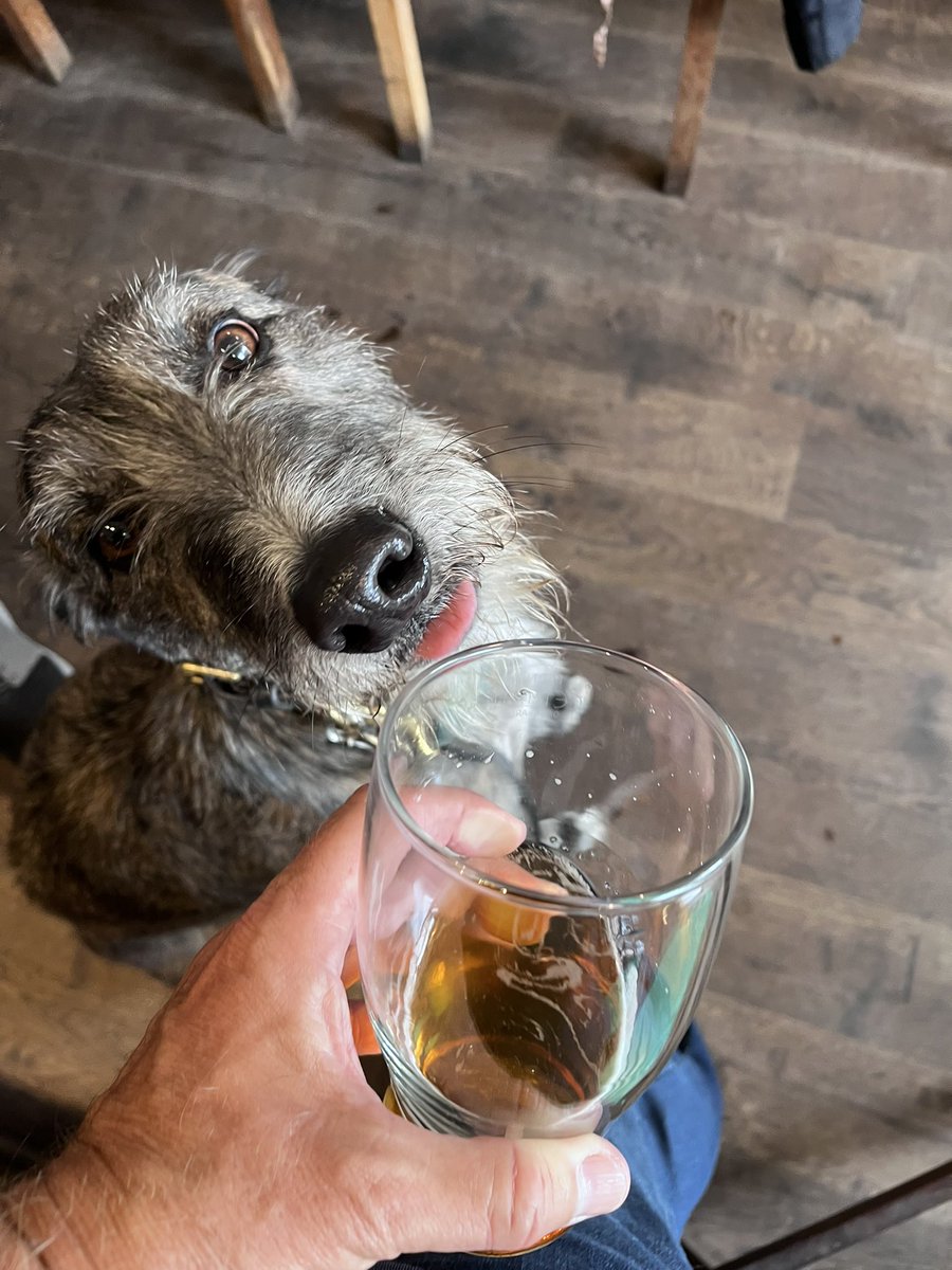 flyabout7's tweet image. We’re in t’pub. 

#AdoptDontShop