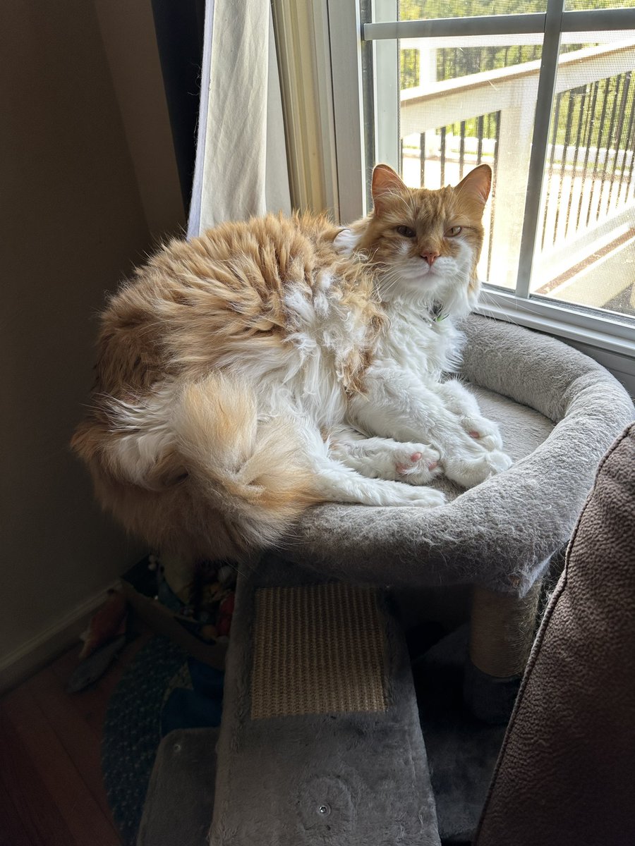We need a bigger cat tree! So much more cuteness with AIB Buzz! 
  <a href="/DinahLewisTayl1/">Dyna-isms</a> #CatsOfTwitter #Caturday #meow #purr #ittybittybuzz #adoptdontshop #lapcat #whiskerswednesday #kittens #catnap #buzz #KittenLove
